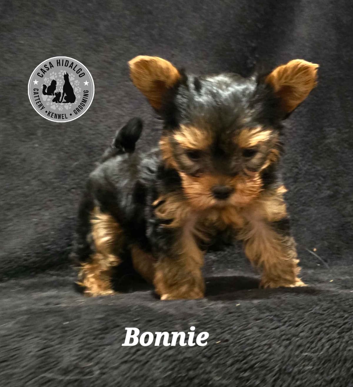 Doberman Pinscher Puppies breeder image 7
