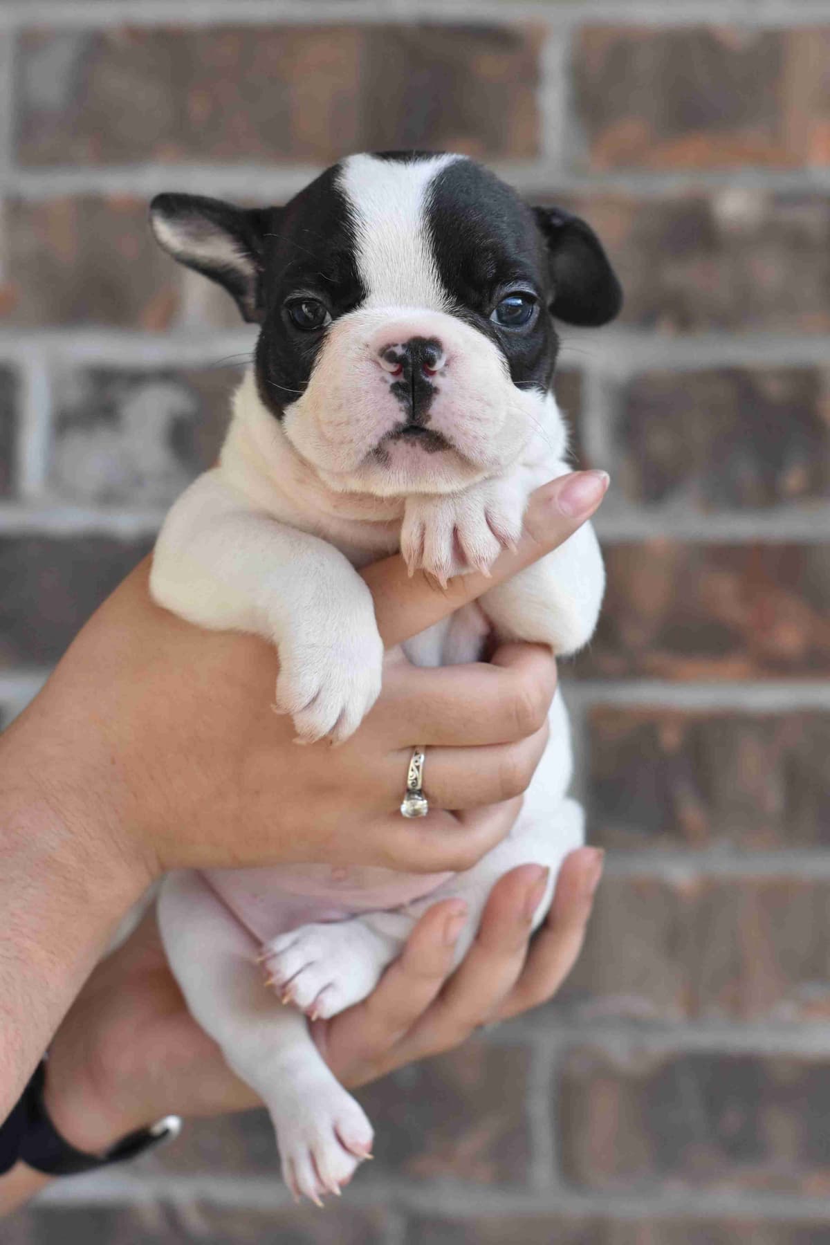 French Bulldog Puppies breeder image 4