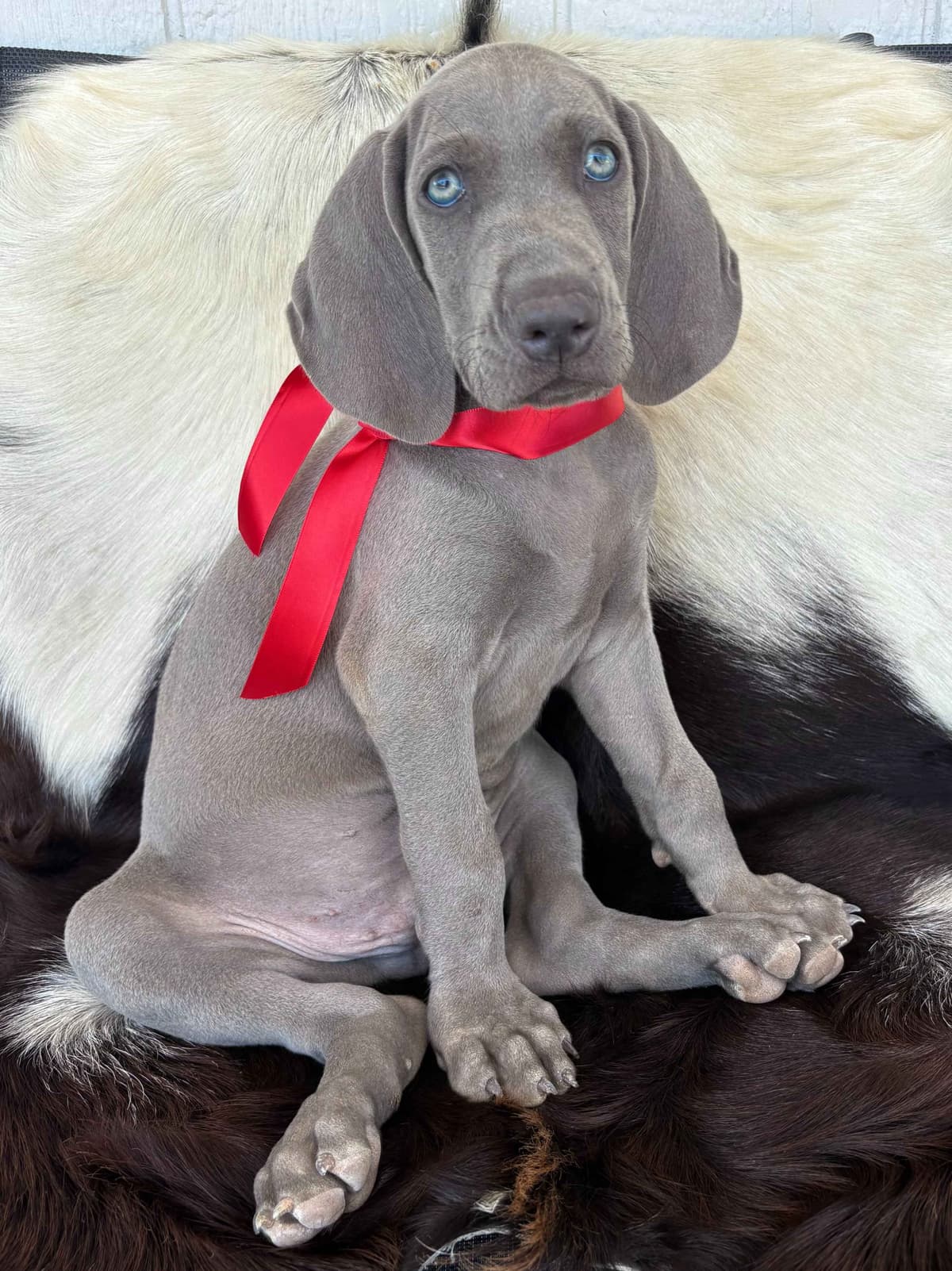 Weimaraner Puppies breeder image 2