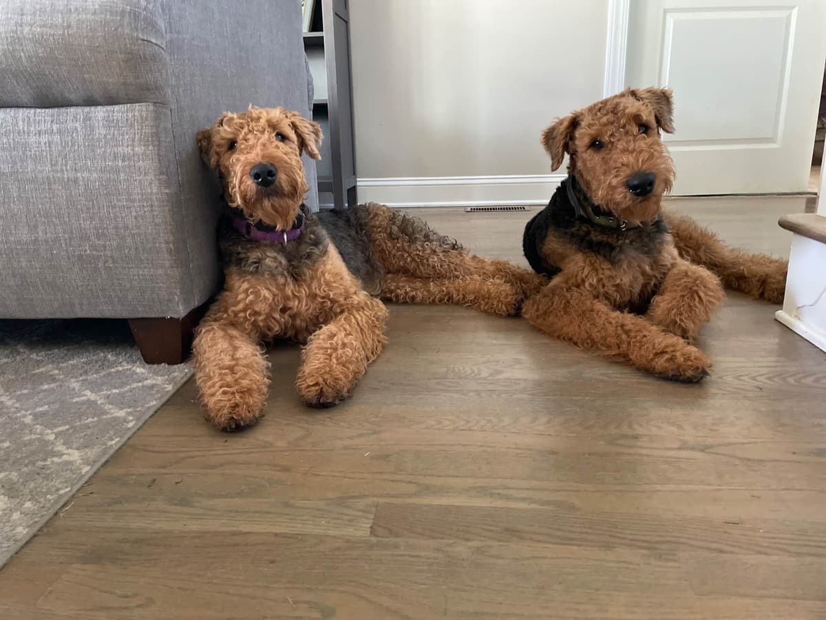 Airedale Terrier Puppies breeder image 6