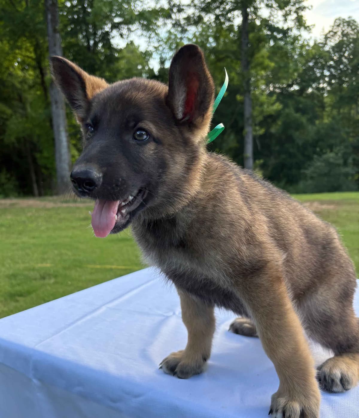 DDR BLOODLINE/ AKC REGISTERED- German Shepherd Pups breeder image 14