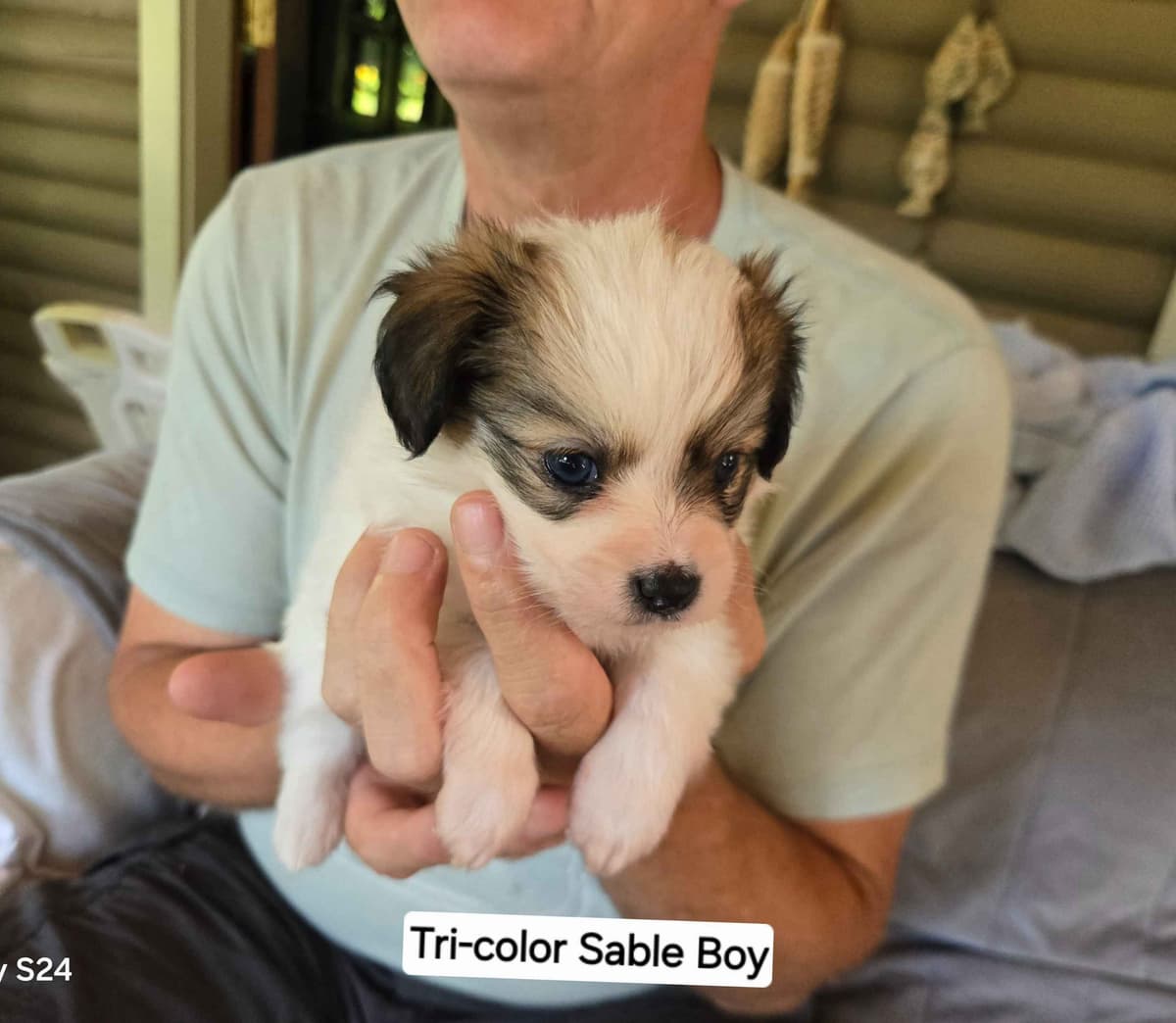 Papillon Tri-Colored gorgeous boy breeder image 3