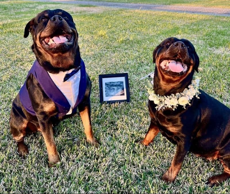 Rottweiler Puppy Available - Pink Collar breeder image 1