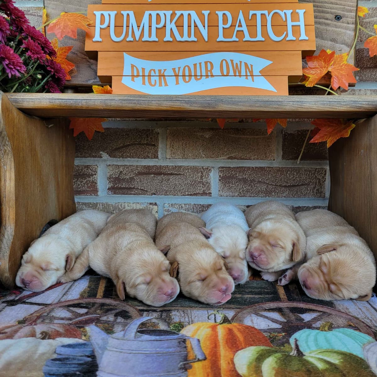 Labrador Retriever Puppies breeder image 15