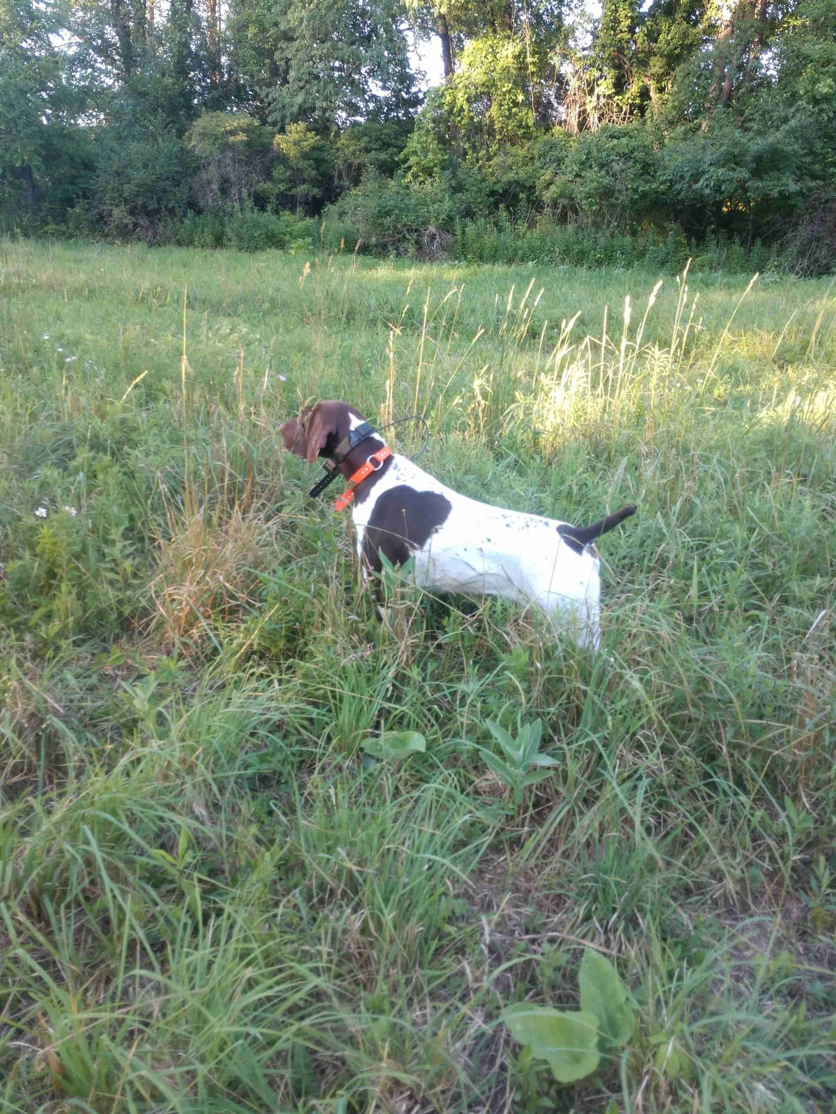German Shorthaired Pointer Puppies breeder image 5
