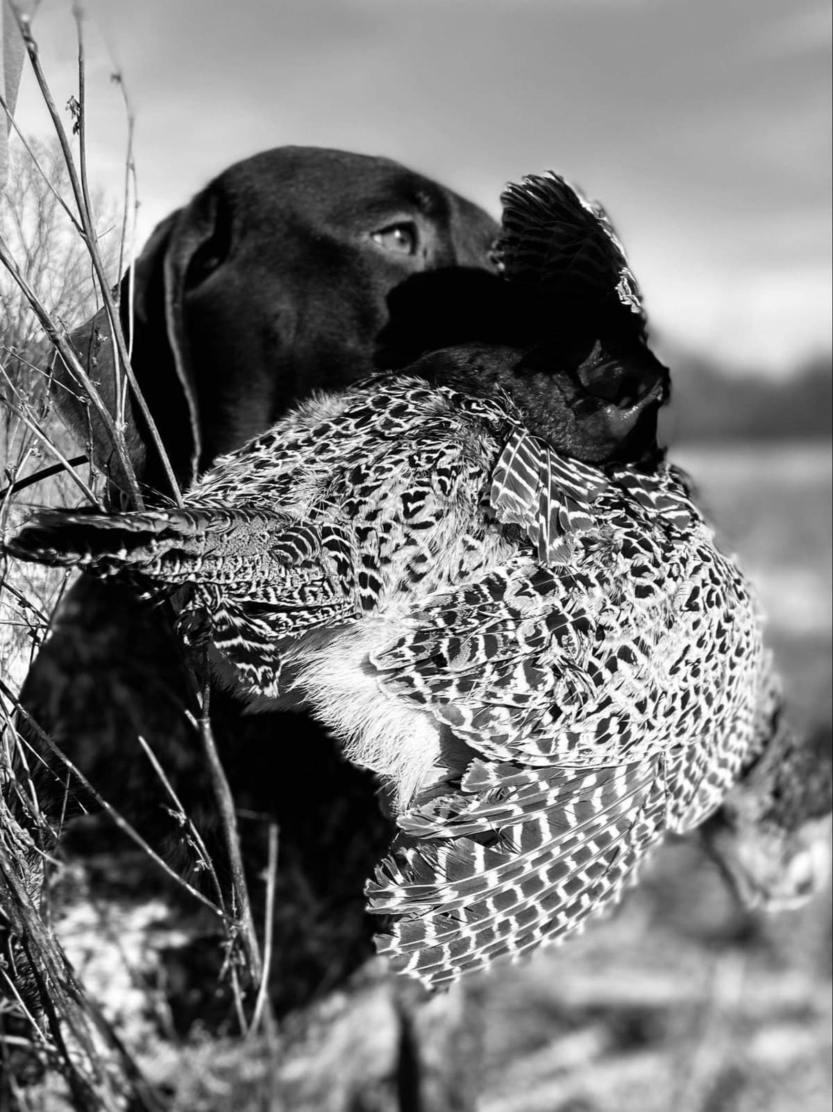 German Shorthaired Pointer Puppies breeder image 9