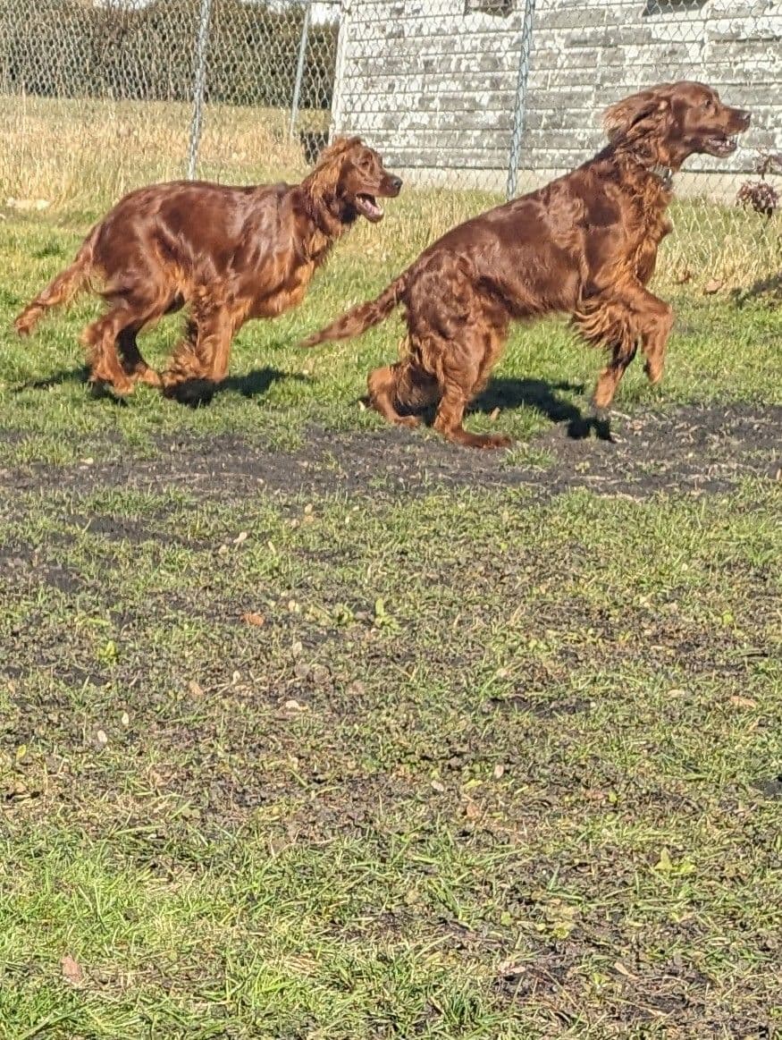 Irish Setter Puppies breeder image 11