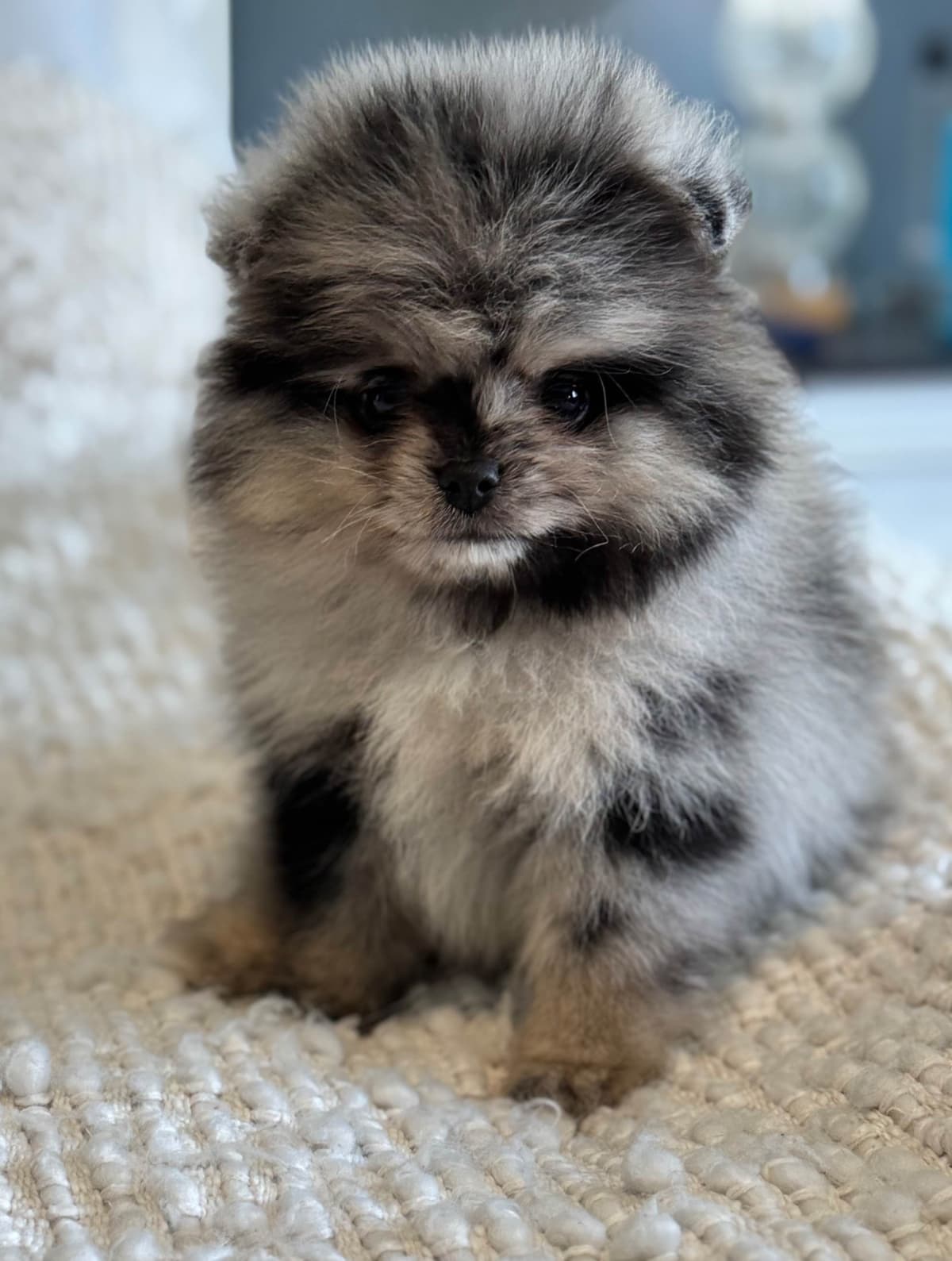Pomeranian Puppies breeder image 5