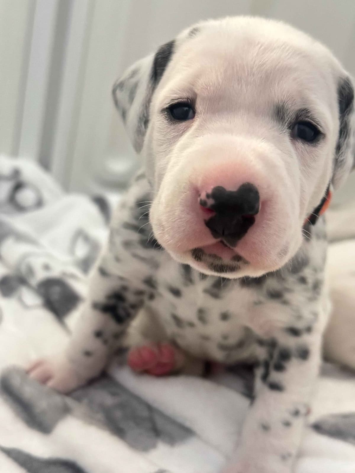 Beautiful Family Raised Dalmatian Puppies breeder image 10