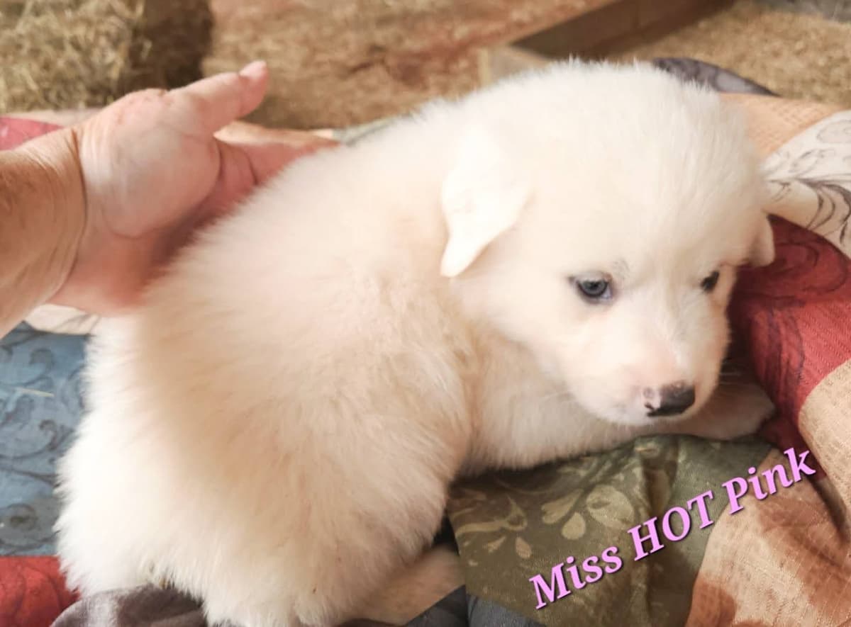Great Pyrenees Puppies breeder image 11