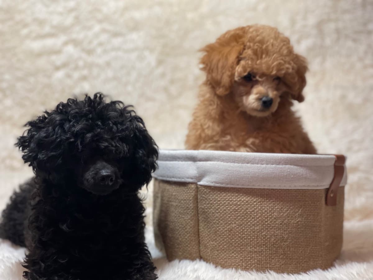 Poodle Puppies breeder image 3