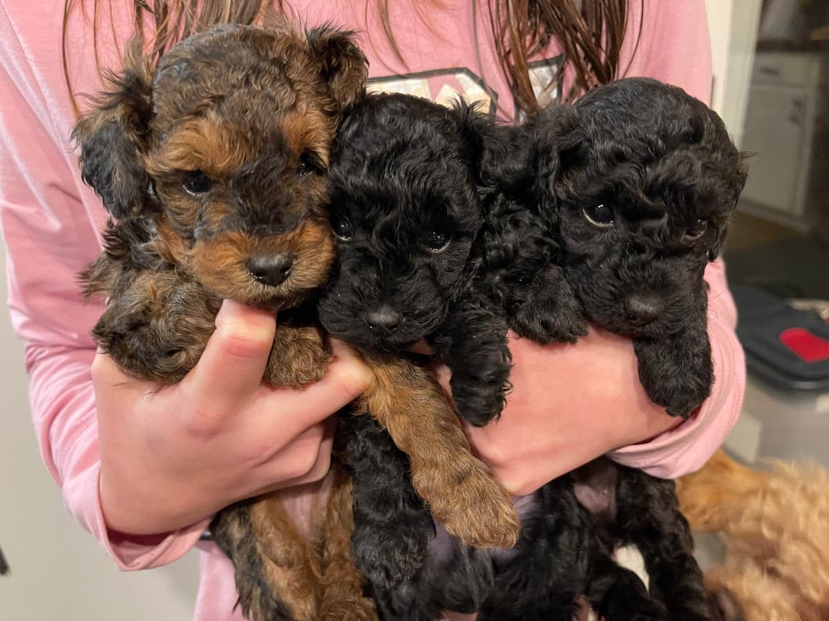 Poodle Puppies breeder image 4