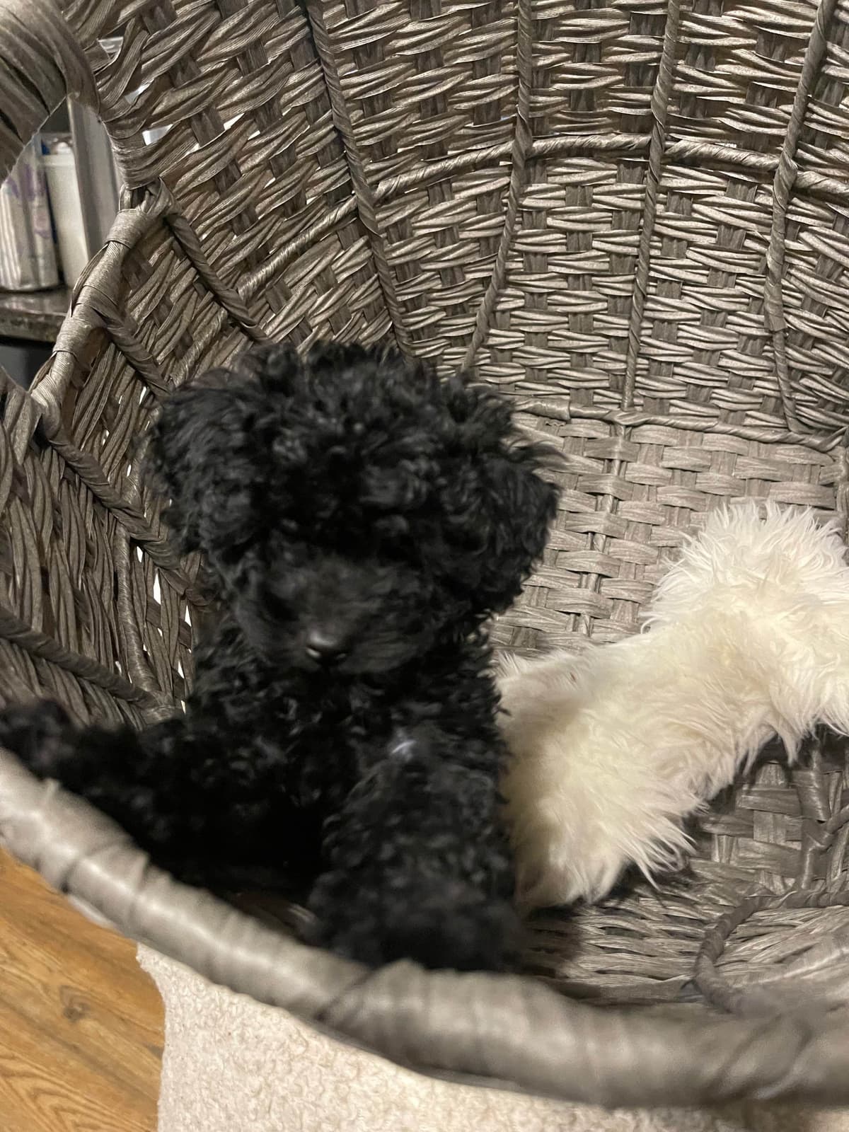 Poodle Puppies breeder image 12