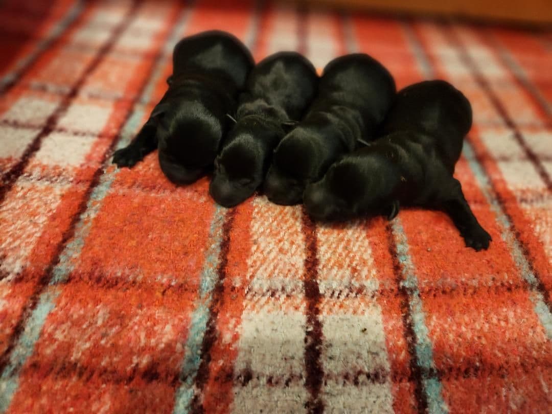 Scottish Terrier Puppies breeder image 8