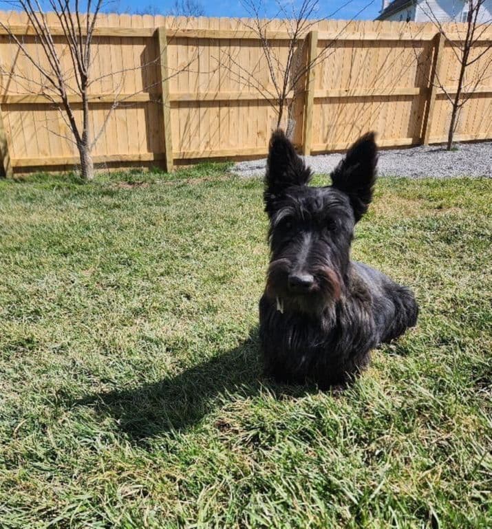 Scottish Terrier Puppies breeder image 19