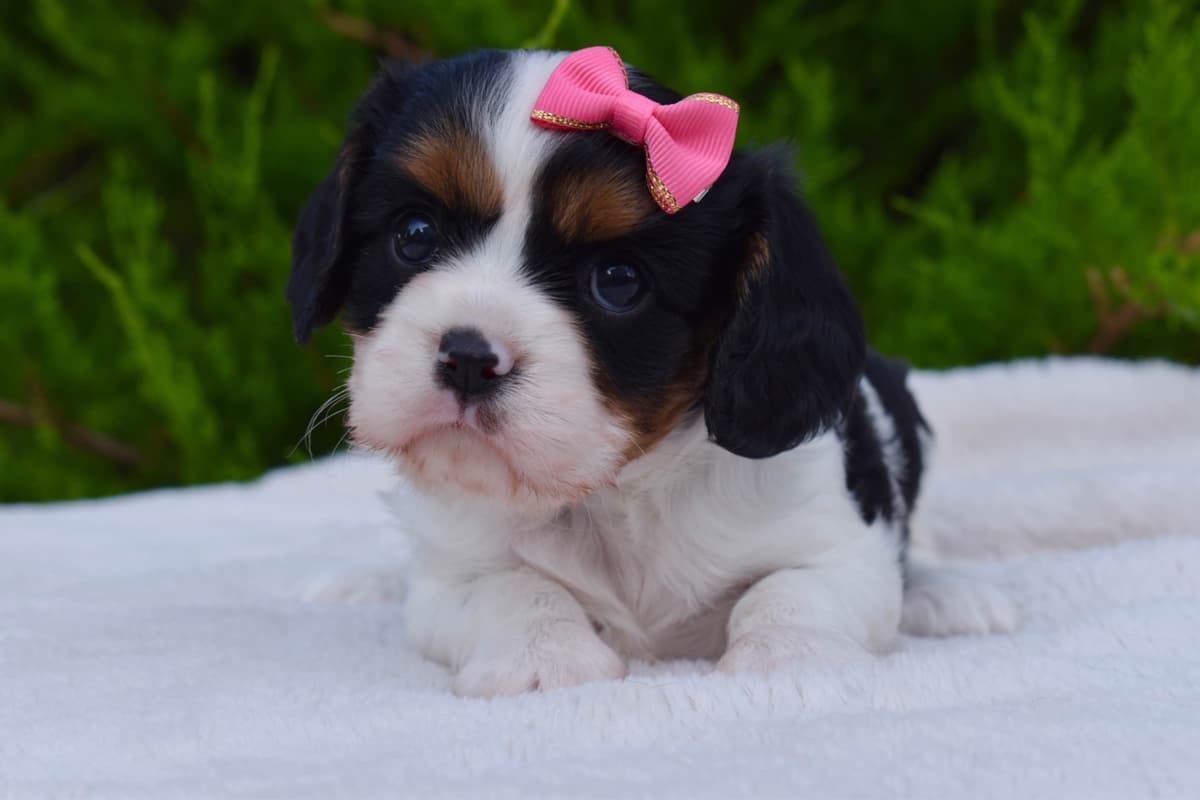 Genetic clear cavalier puppies breeder image 4
