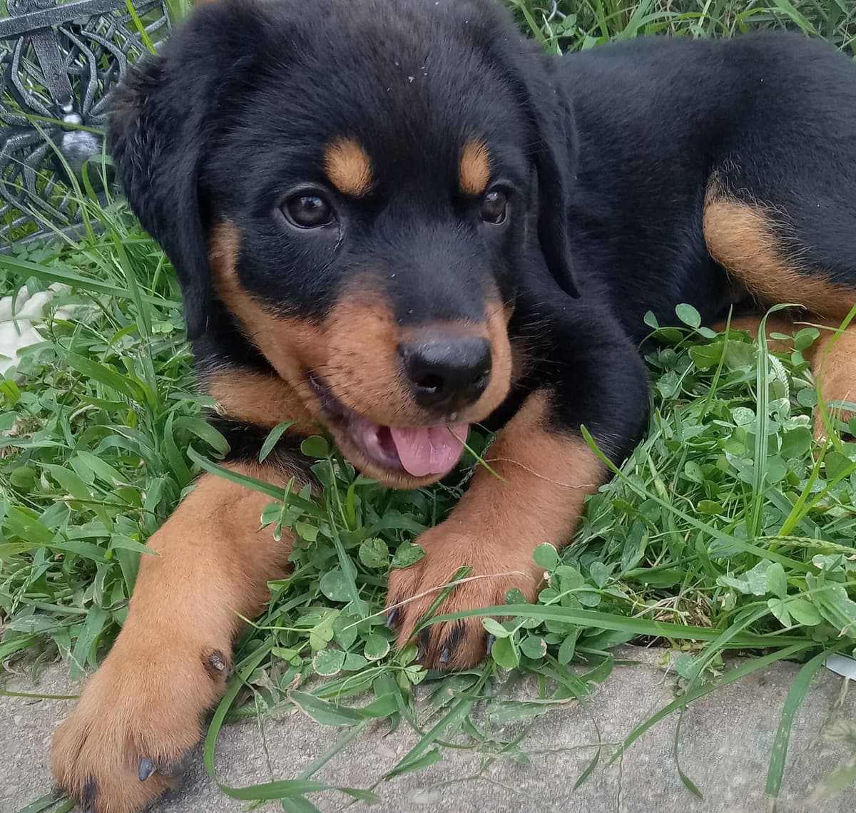 Rottweiler Puppies 443-510-1499 breeder image 1