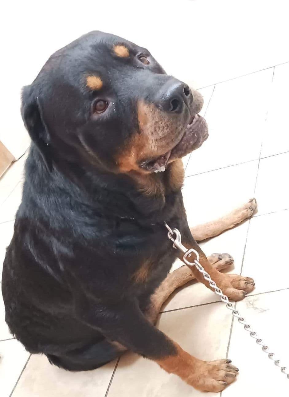 Rottweiler Puppies 443-510-1499 breeder image 10