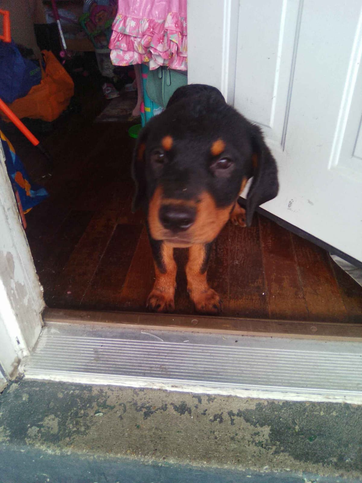 Rottweiler Puppies 443-510-1499 breeder image 15