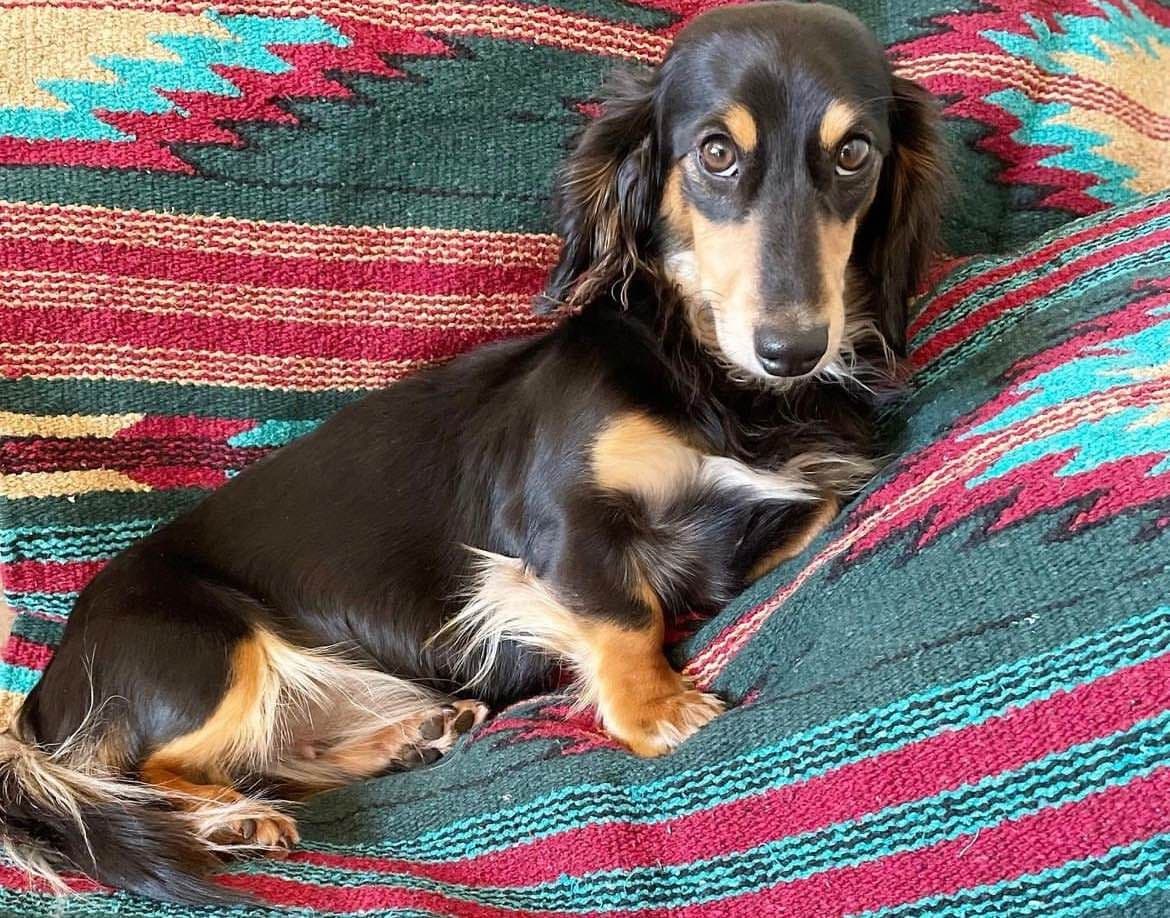 Dachshund Puppies breeder image 1
