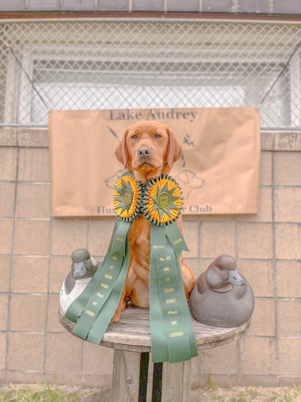 Health Tested Chocolate Labs! & Champion Bloodline! breeder image 10