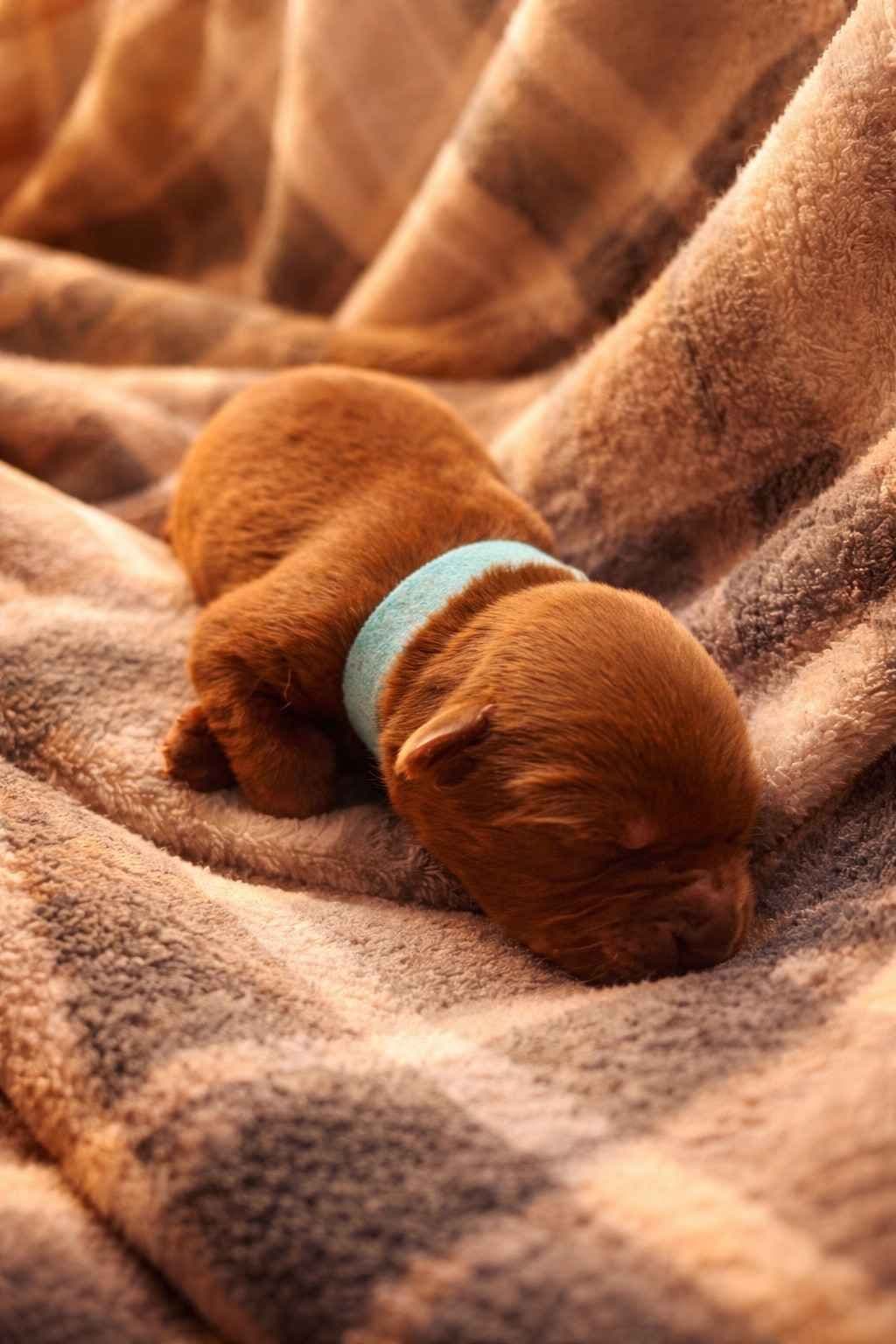 Health Tested Chocolate Labs! & Champion Bloodline! breeder image 19