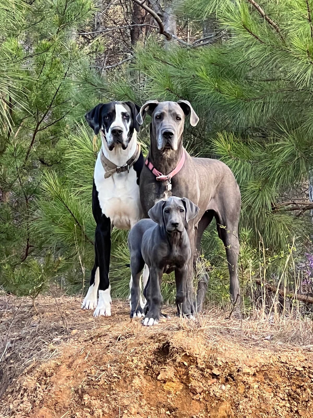 Great Dane Puppies breeder image 1