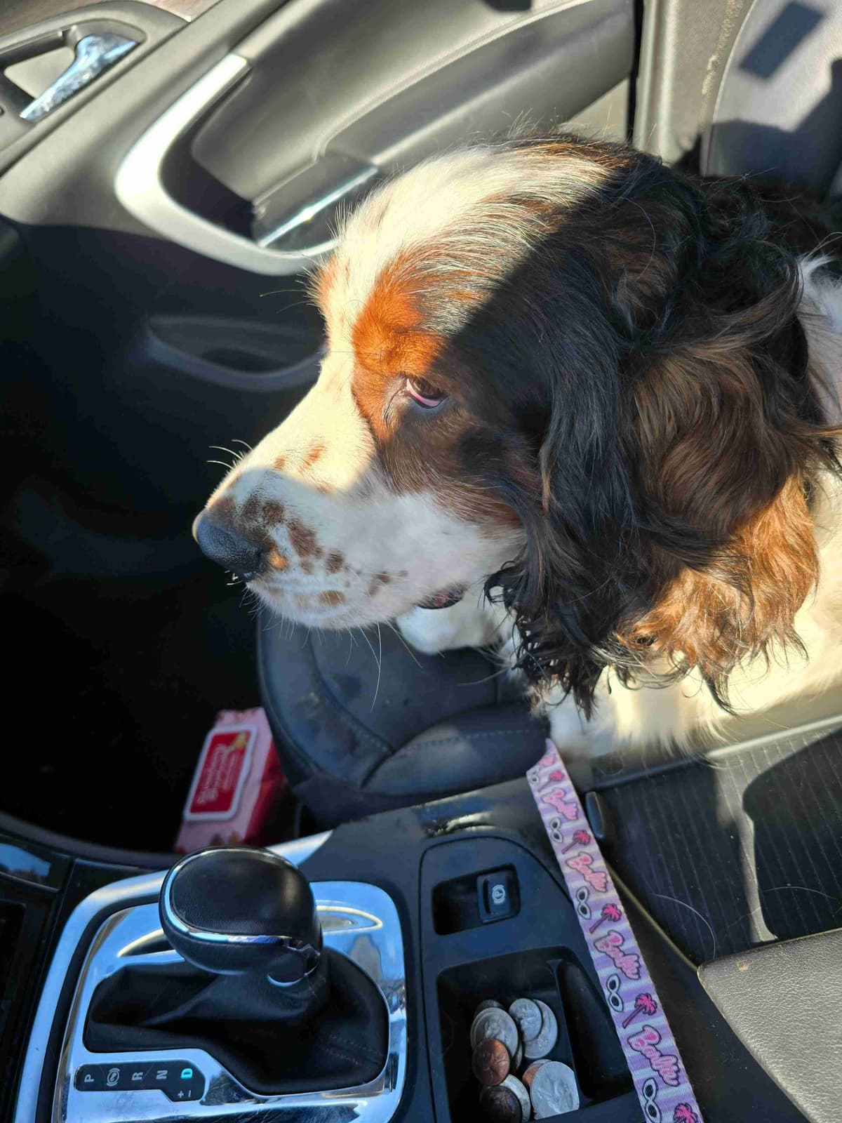 English Springer Spaniel Puppies breeder image 1