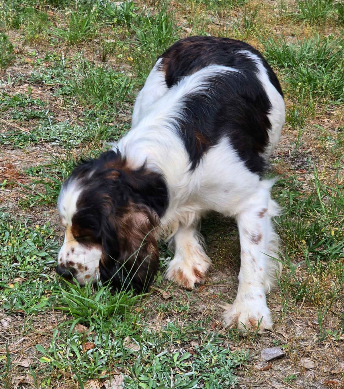 English Springer Spaniel Puppies breeder image 4