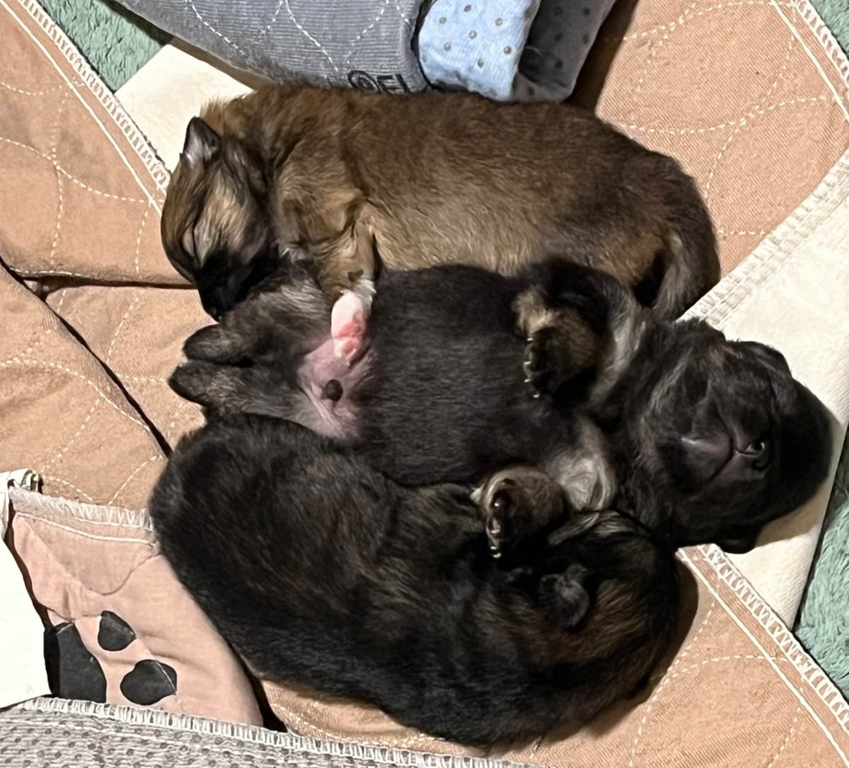 German Spitz Puppies breeder image 6