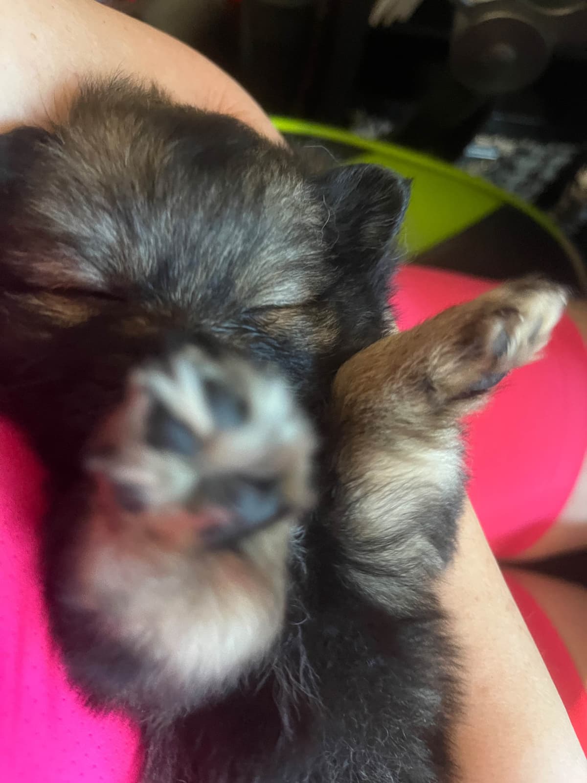German Spitz Puppies breeder image 15