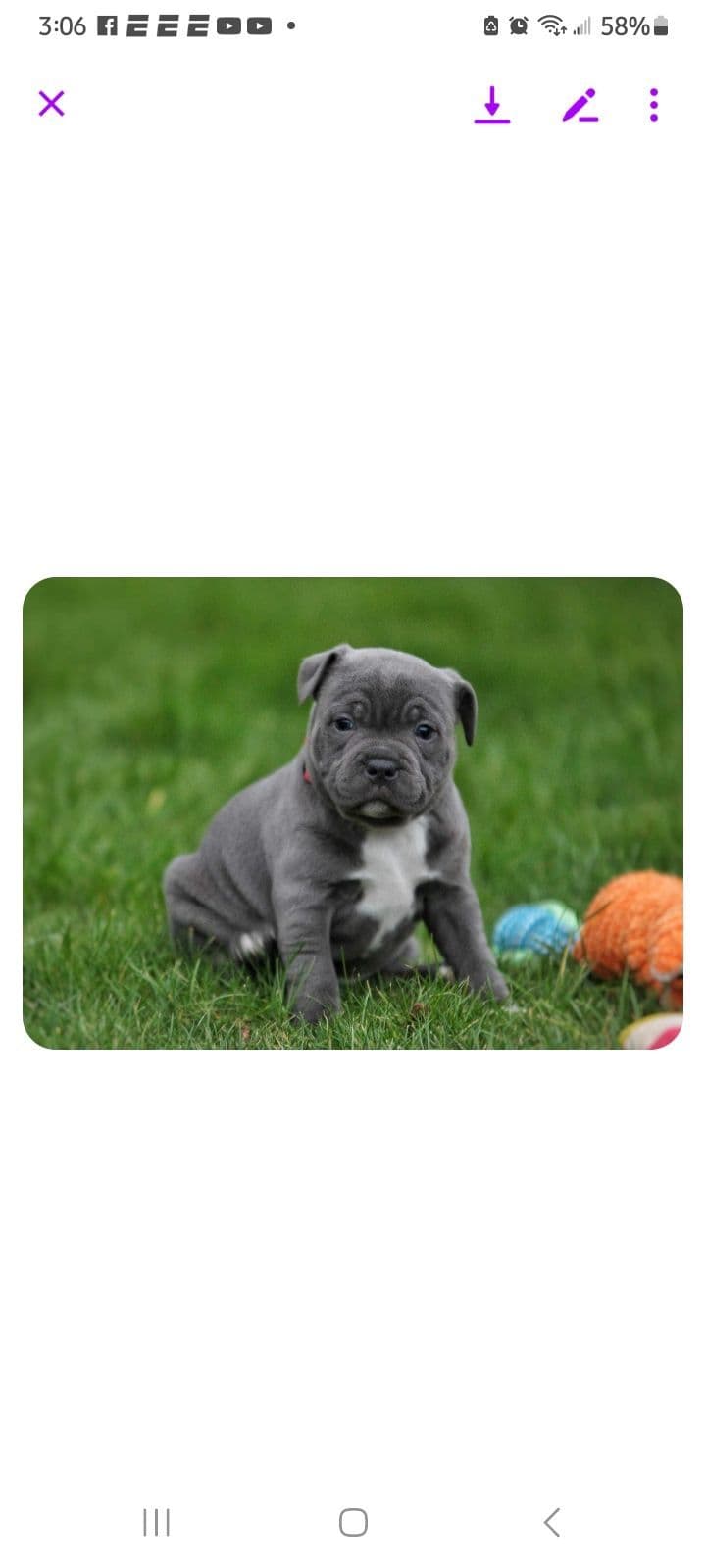 Top flight staffies breeder image 1