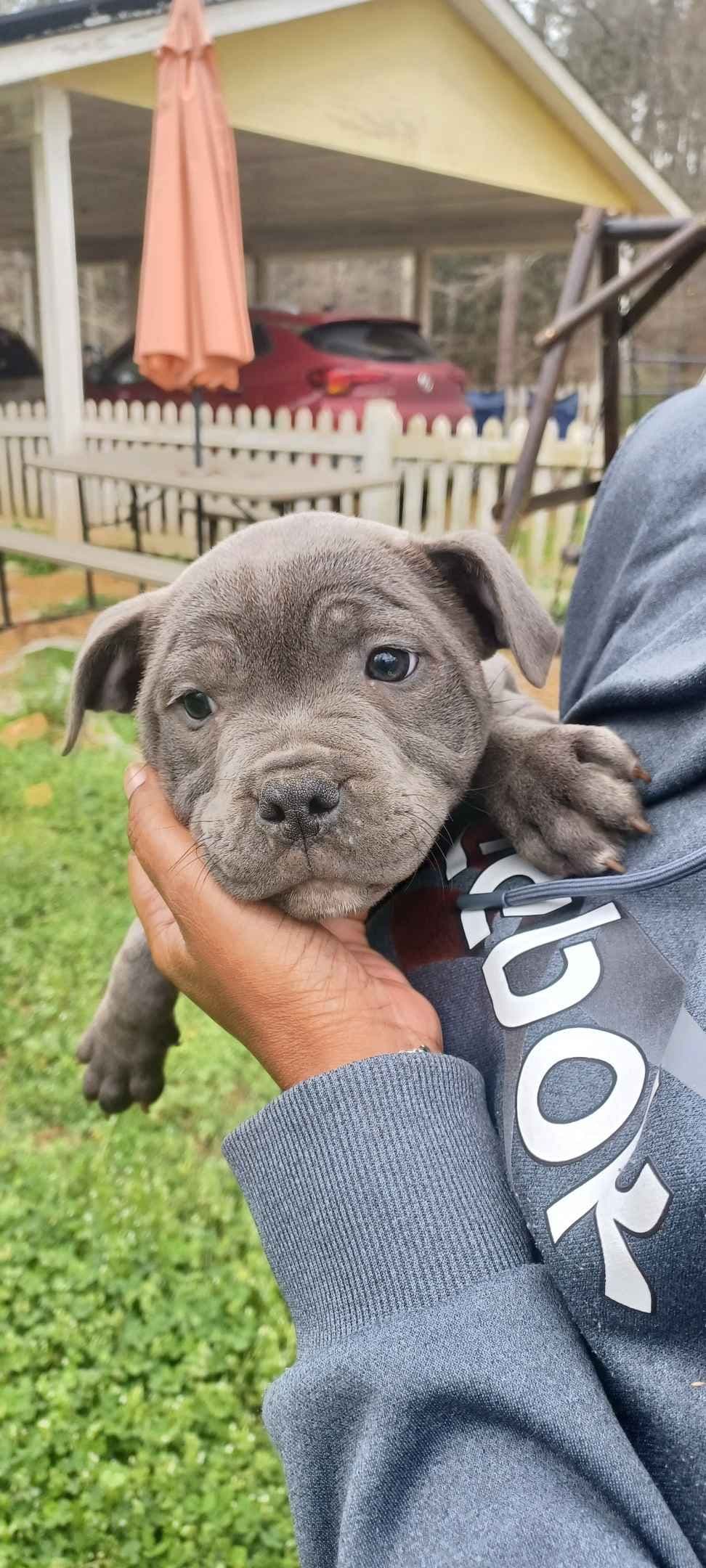 Top flight staffies breeder image 7