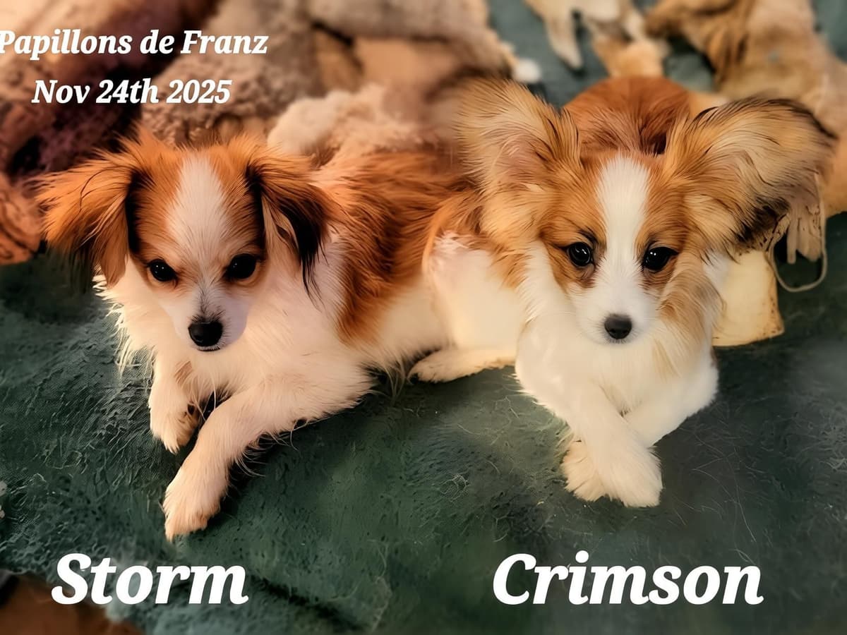Expecting Aug 9 2026 Papillons de Franz Sables breeder image 23