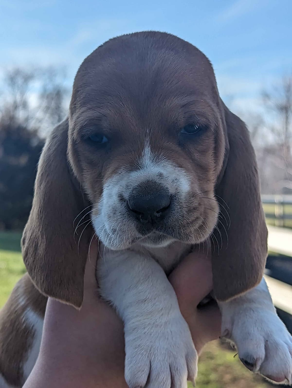Bloodhound Pups with Proven Trailing, Tracking and Deer Recovery Line breeder image 12