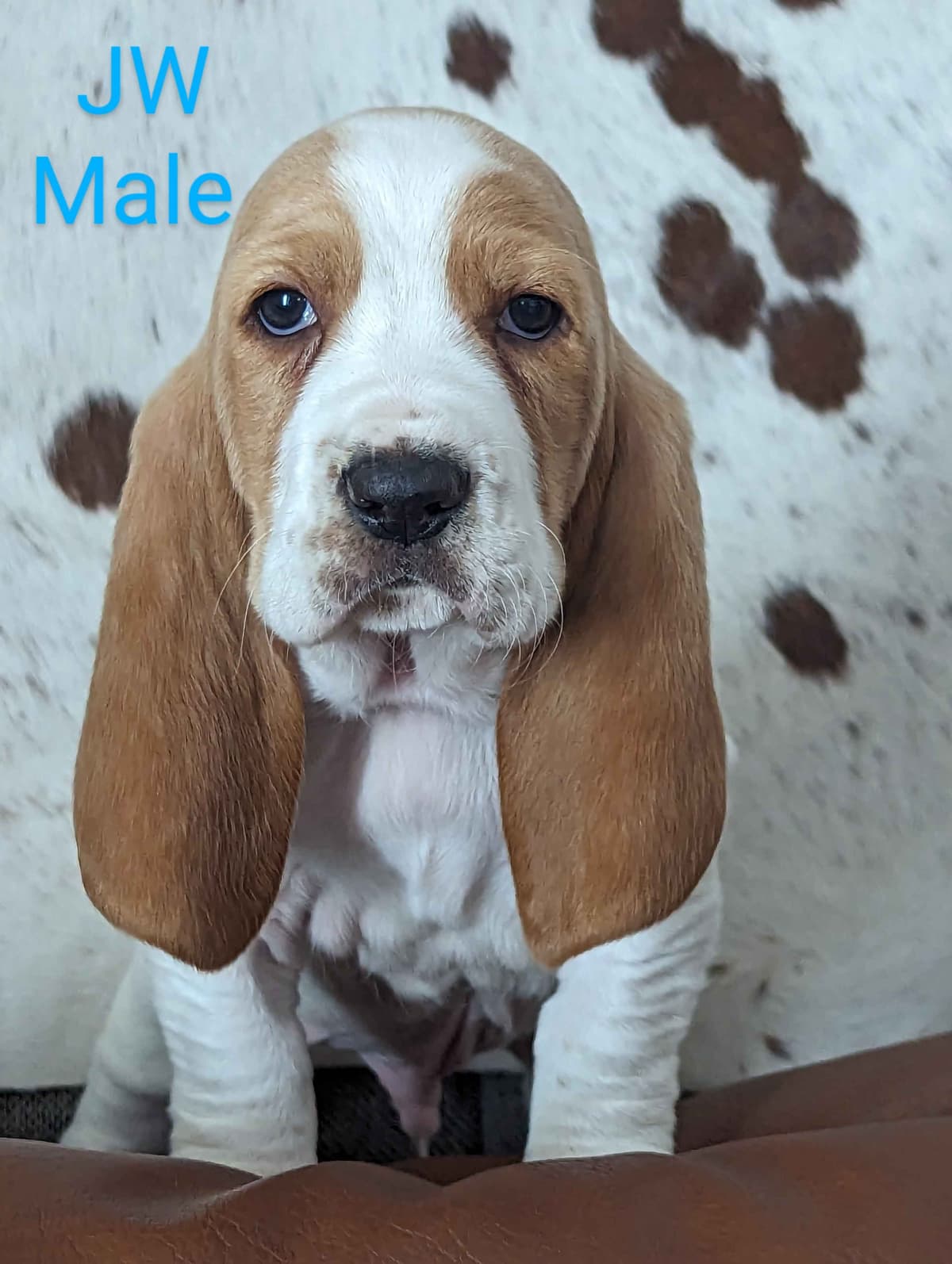 Bloodhound Pups with Proven Trailing, Tracking and Deer Recovery Line breeder image 13