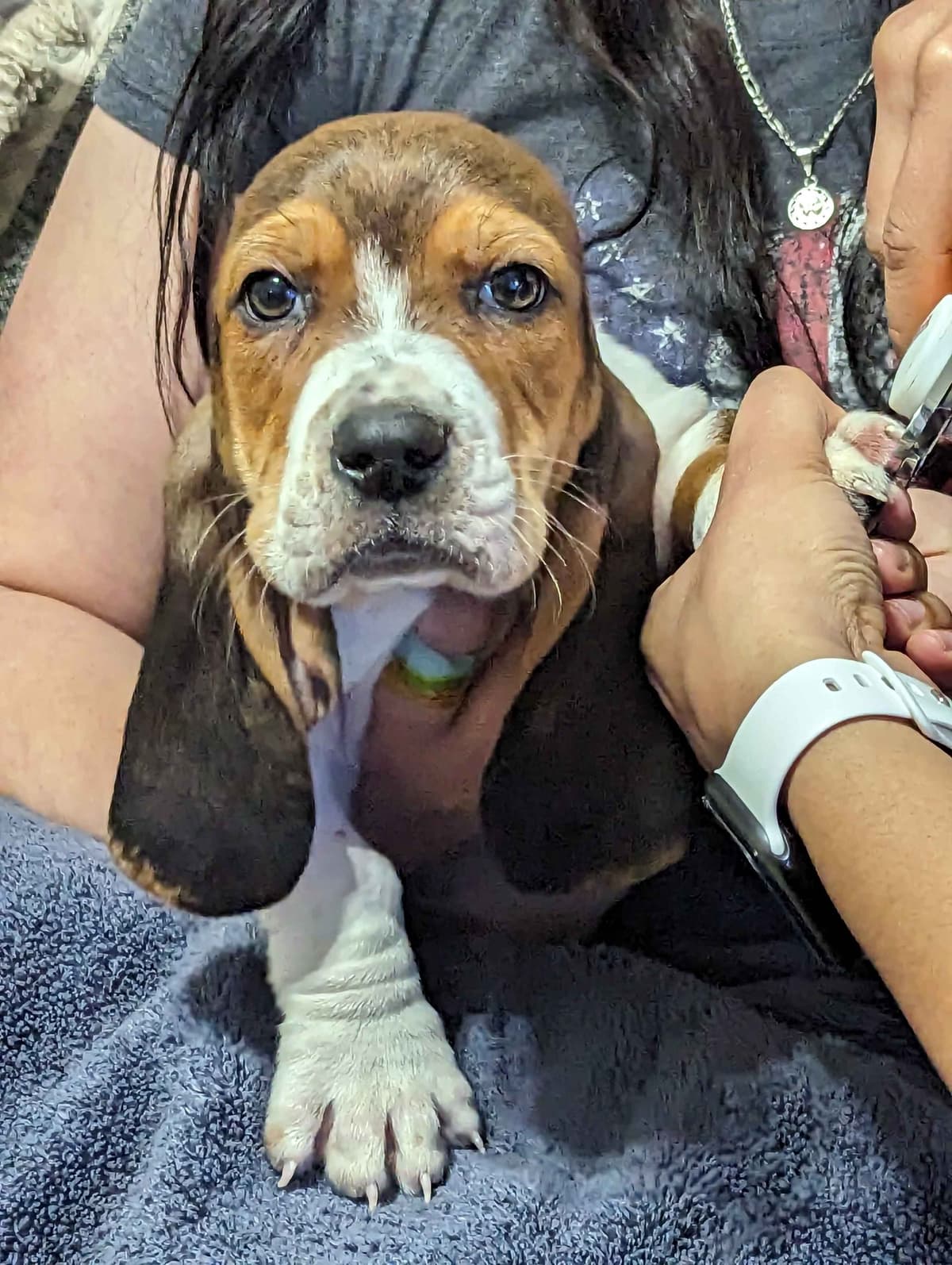 Bloodhound Pups with Proven Trailing, Tracking and Deer Recovery Line breeder image 22