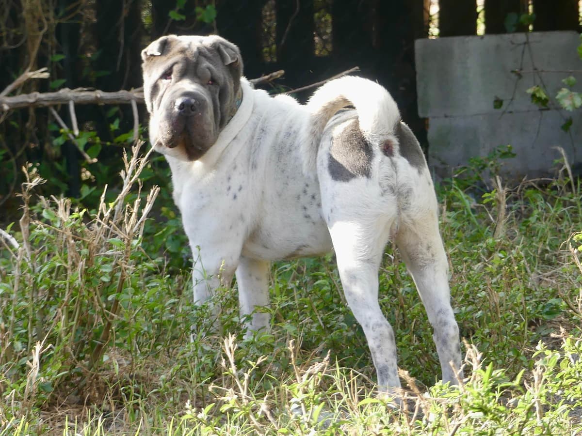 Chinese Shar-Pei Puppies breeder image 27