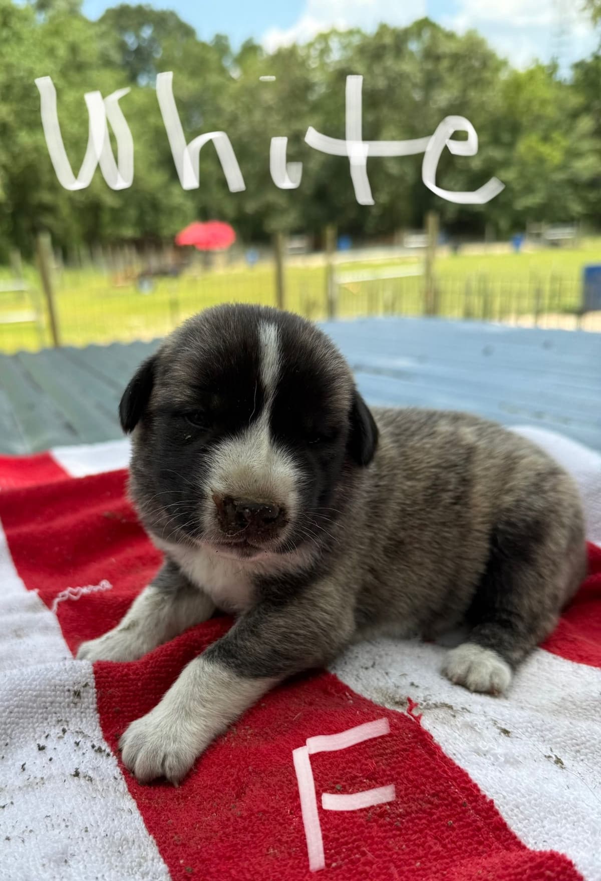 Anatolian Shepherd Dog Puppies breeder image 12