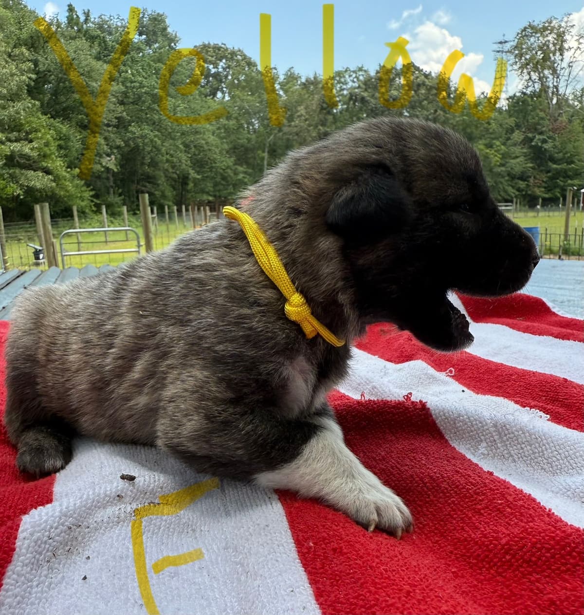 Anatolian Shepherd Dog Puppies breeder image 21