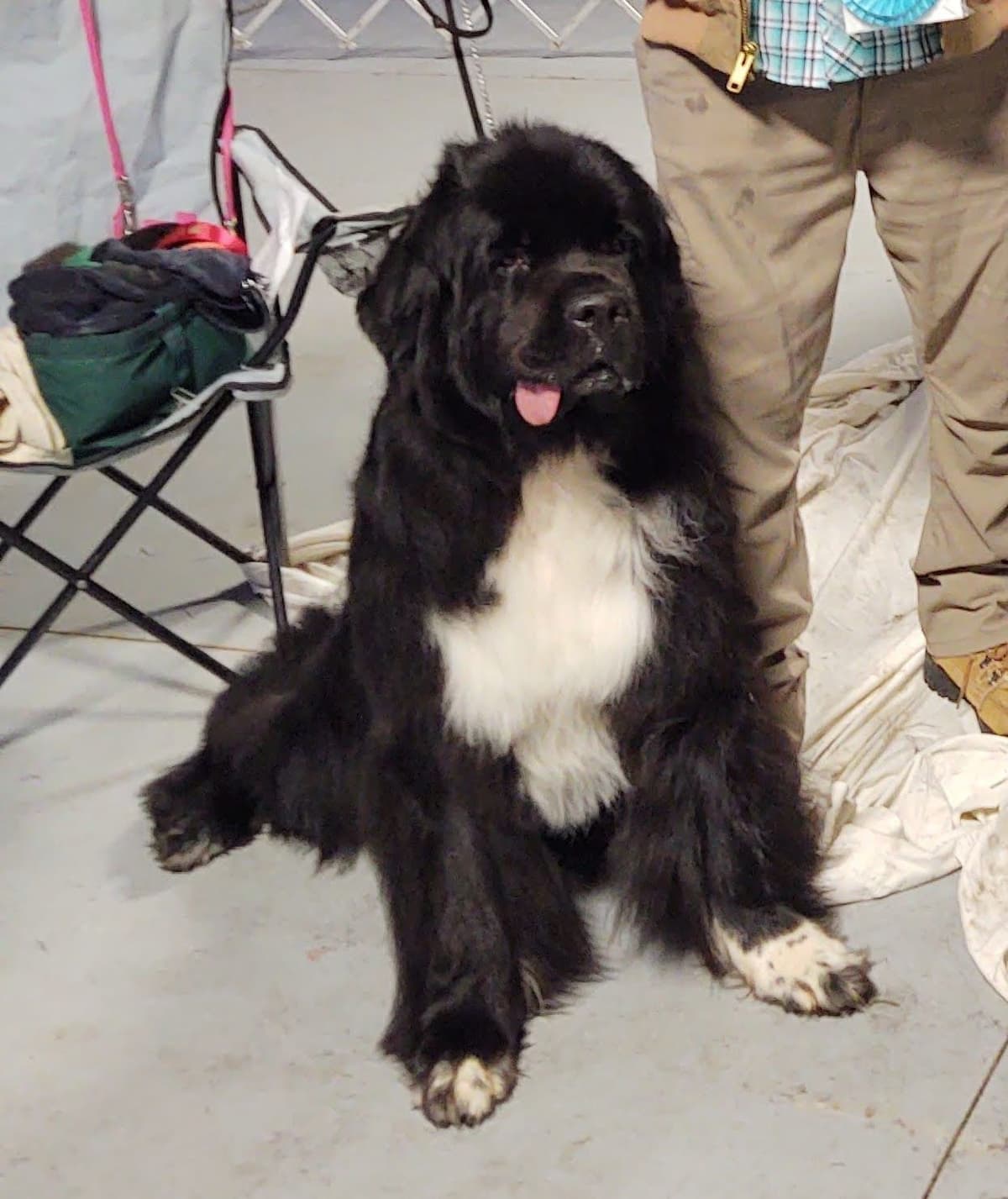 Newfoundland Puppies breeder image 11