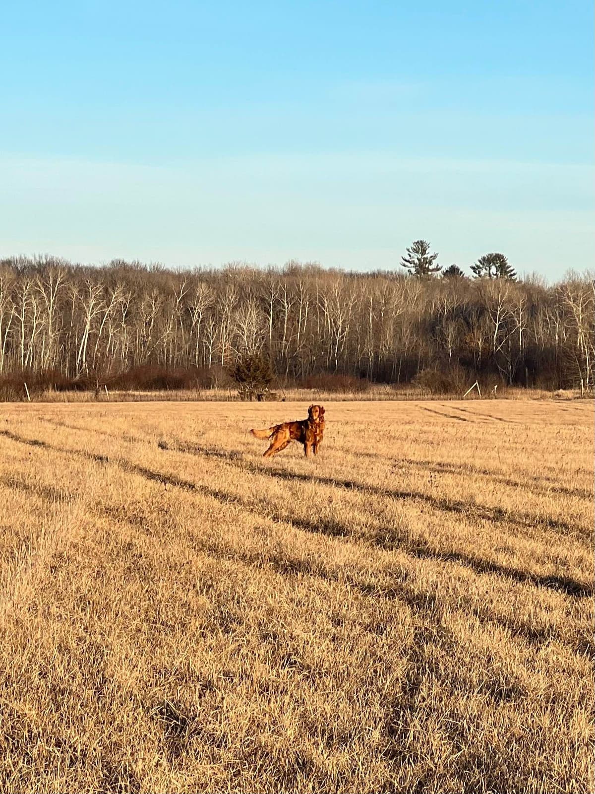 Pintail Pond Golden Retrievers breeder image 10