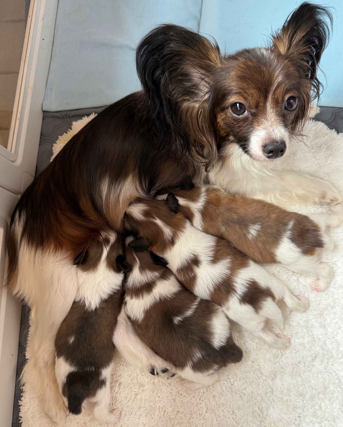 Papillon Puppies breeder image 6