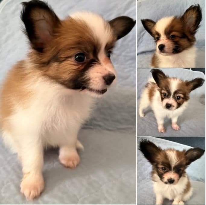 Papillon Puppies breeder image 5
