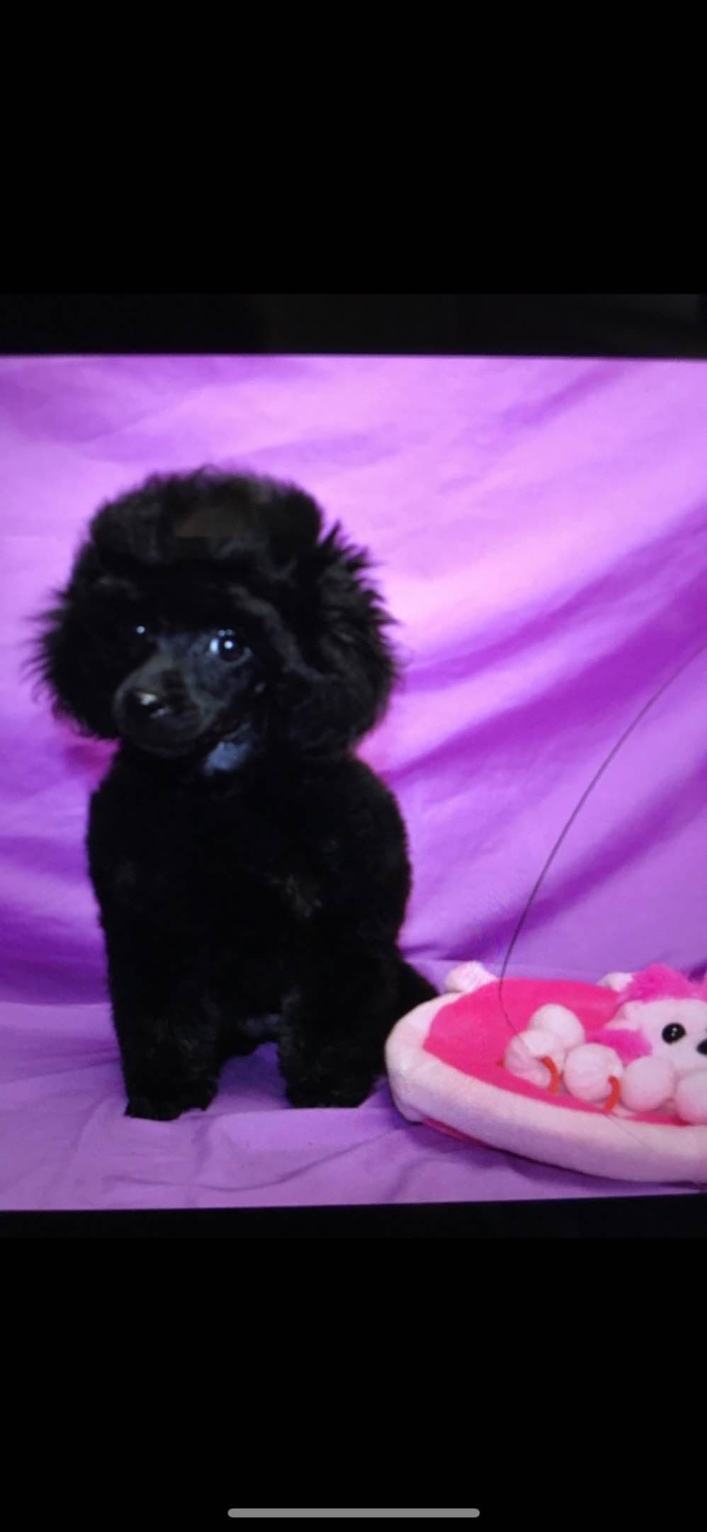 Red, Toy Poodle breeder image 1