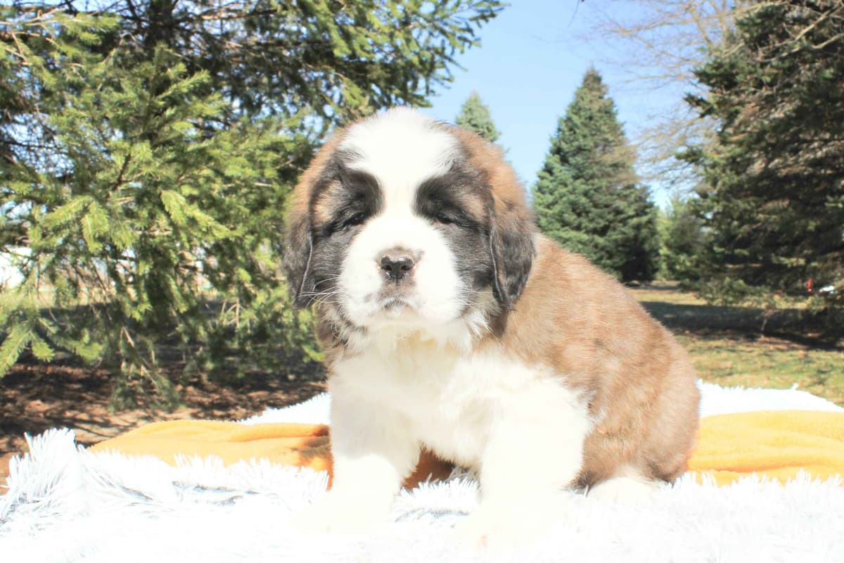 Saint Bernard Puppies breeder image 11