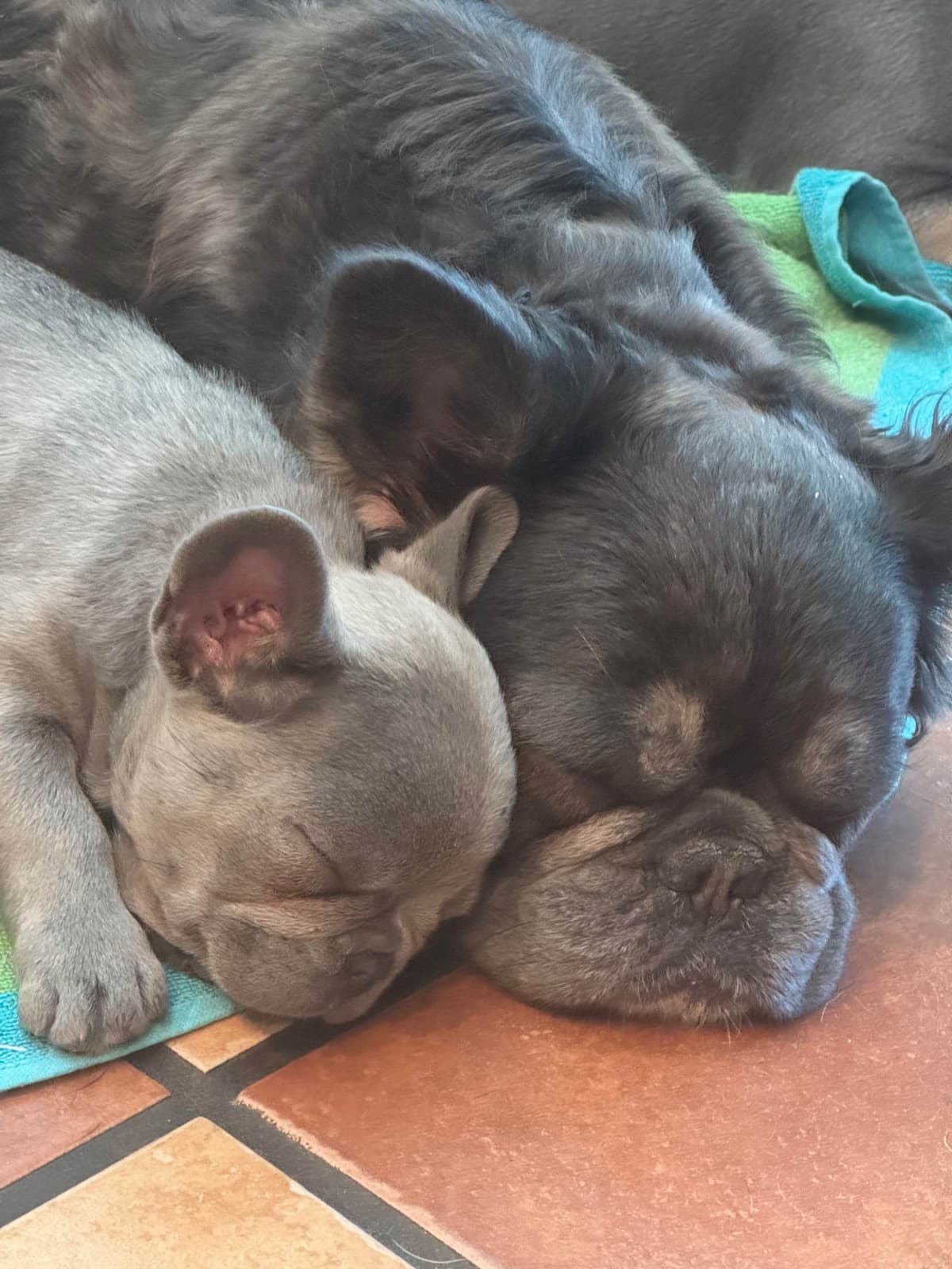 French Bulldog Puppies breeder image 12
