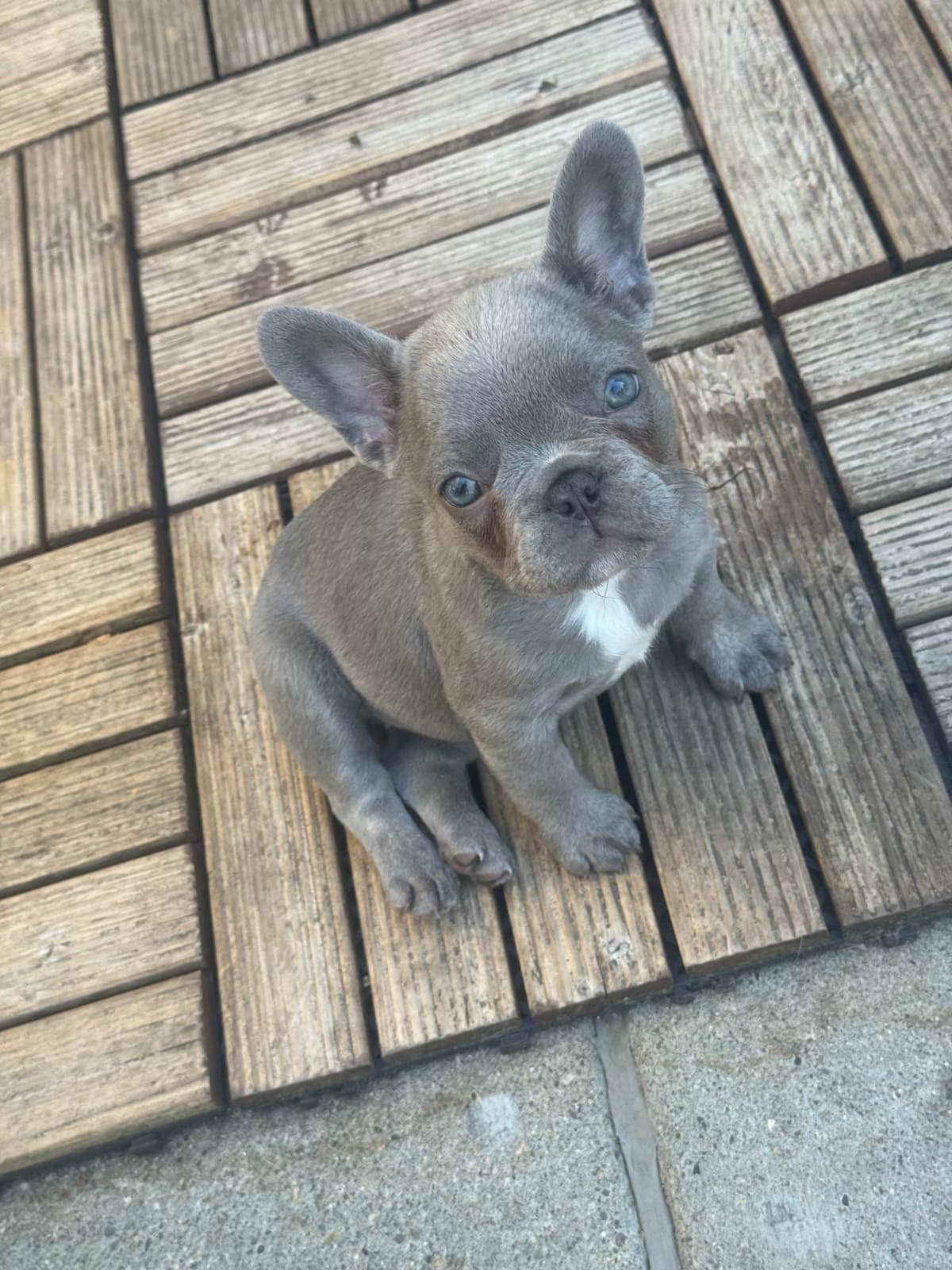 French Bulldog Puppies breeder image 13