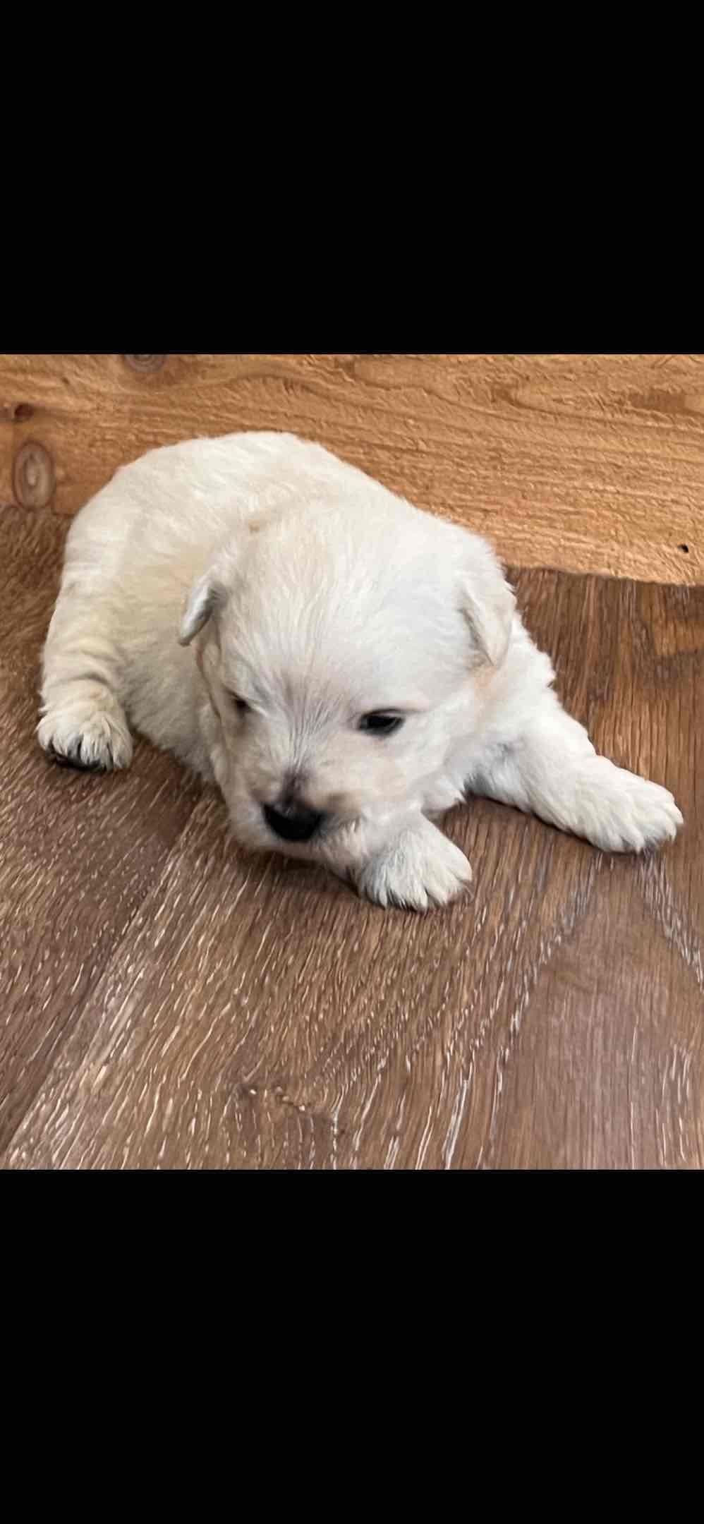 West Highland White Terrier Puppies breeder image 14