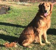 Golden Retriever Puppies breeder image 2
